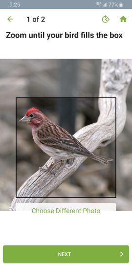 Merlin Bird ID by Cornell Lab