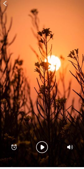 Sweet Dream - Sleep Sounds