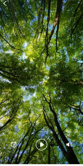 Sweet Dream - Sleep Sounds